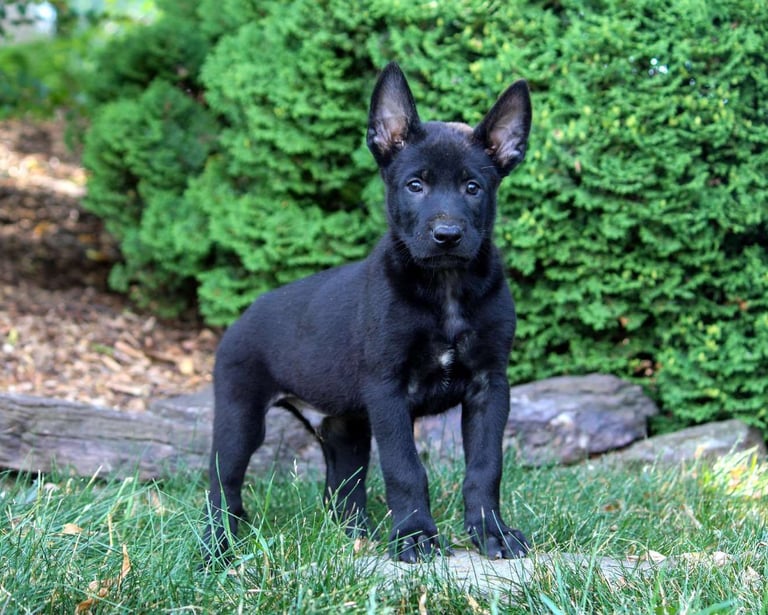 Belgian Malinois Puppies for Sale