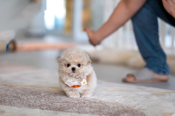 Teacup Maltipoo Puppies for Sale