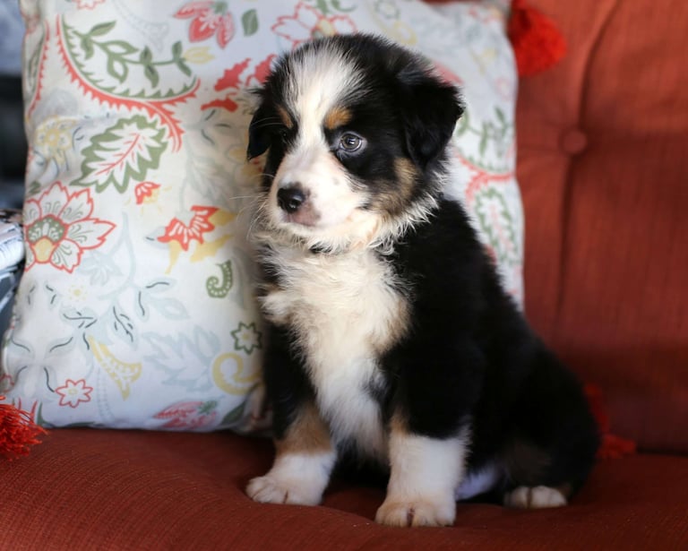 Miniature Australian Shepherd Puppies for Sale