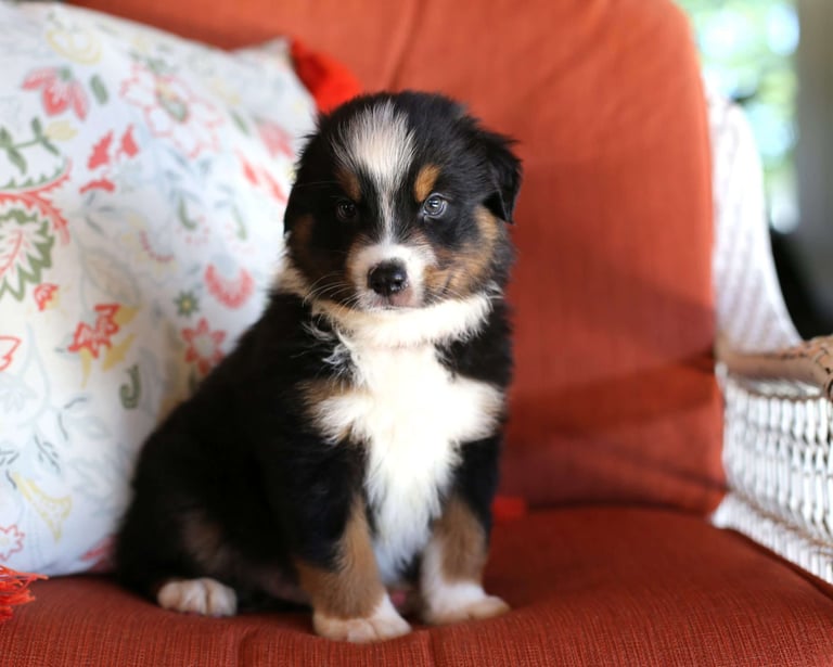 Miniature Australian Shepherd Puppies for Sale