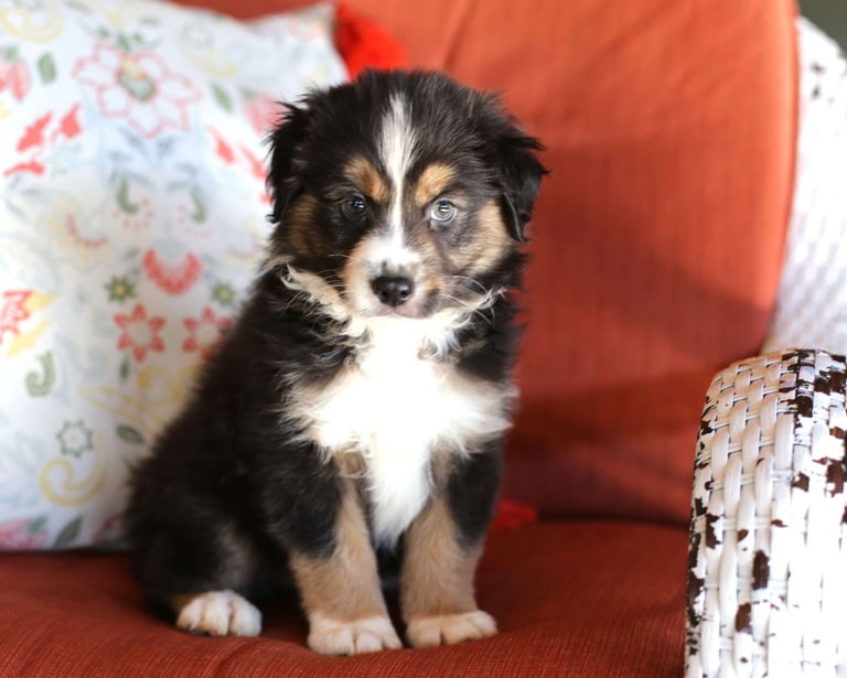 Miniature Australian Shepherd Puppies for Sale