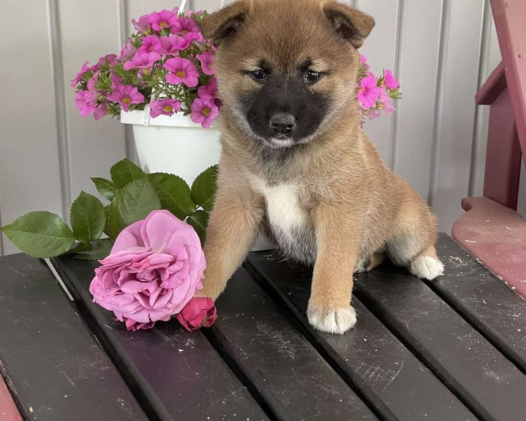 Shiba Inu puppies for sale