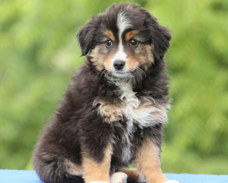 Miniature Australian Shepherd Puppies for Sale