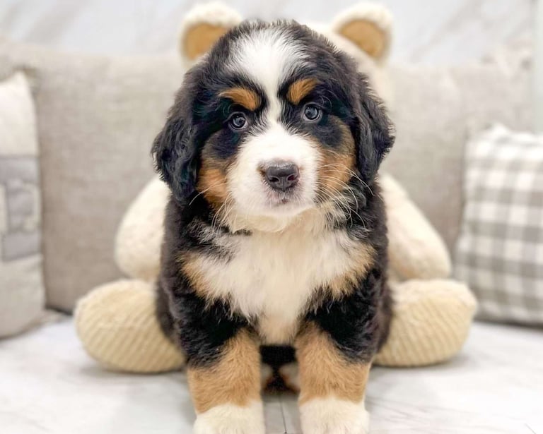 Bernese Mountain puppies for sale