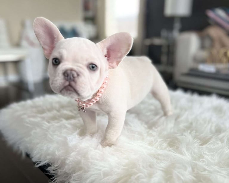 French Bulldog Puppies for Sale