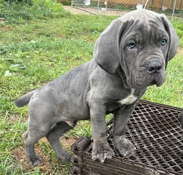 Cane Corso Puppies for Sale