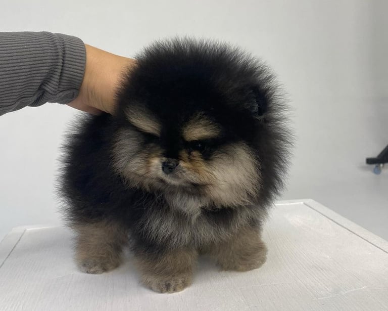 Teacup Pomeranian Puppies for Sale