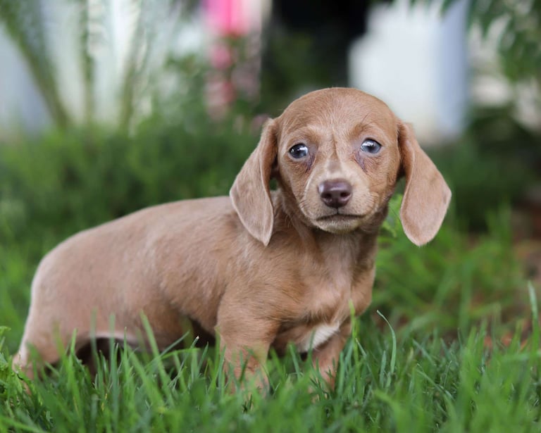 Dachshund puppies for sale