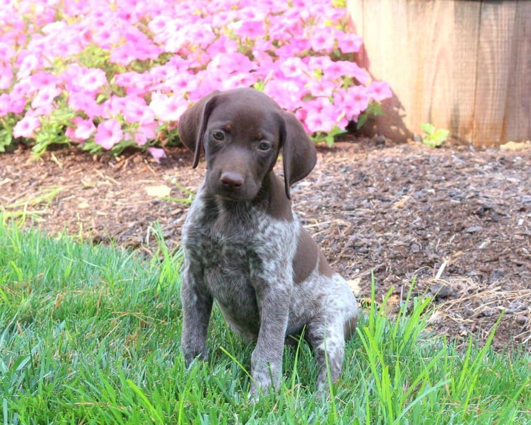 German Shorthaired Pointer Puppies for Sale 