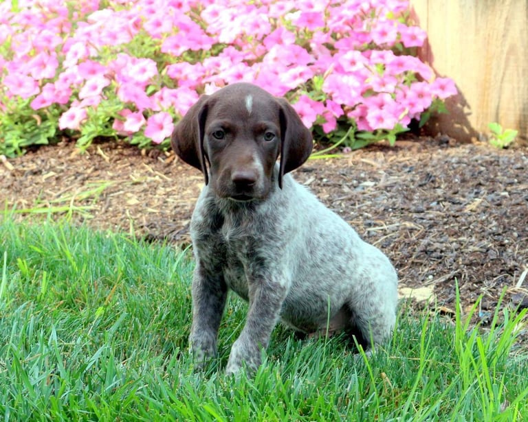 German Shorthaired Pointer Puppies for Sale 