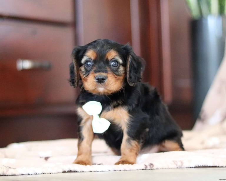 Cavalier King Charles Spaniel Puppies for Sale