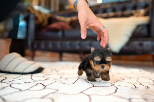 Teacup Yorkies for Sale