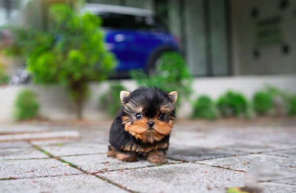 Teacup Yorkies for Sale