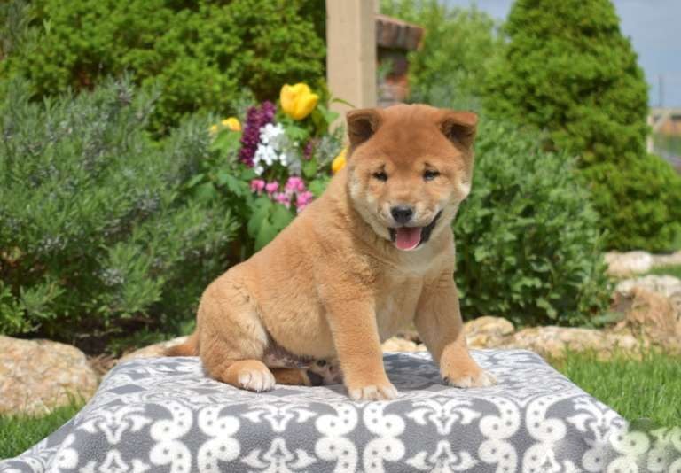 Shiba Inu puppies for sale