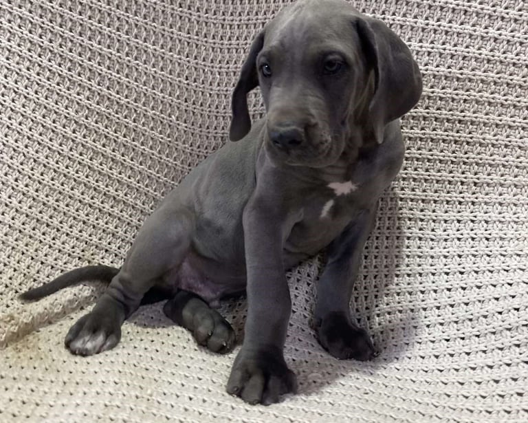 Great Dane Puppies for Sale