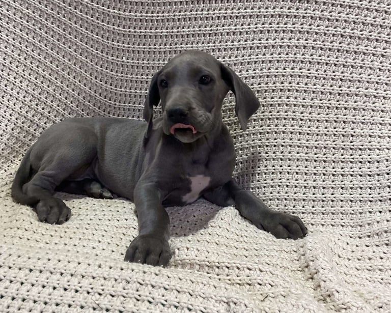 Great Dane Puppies for Sale