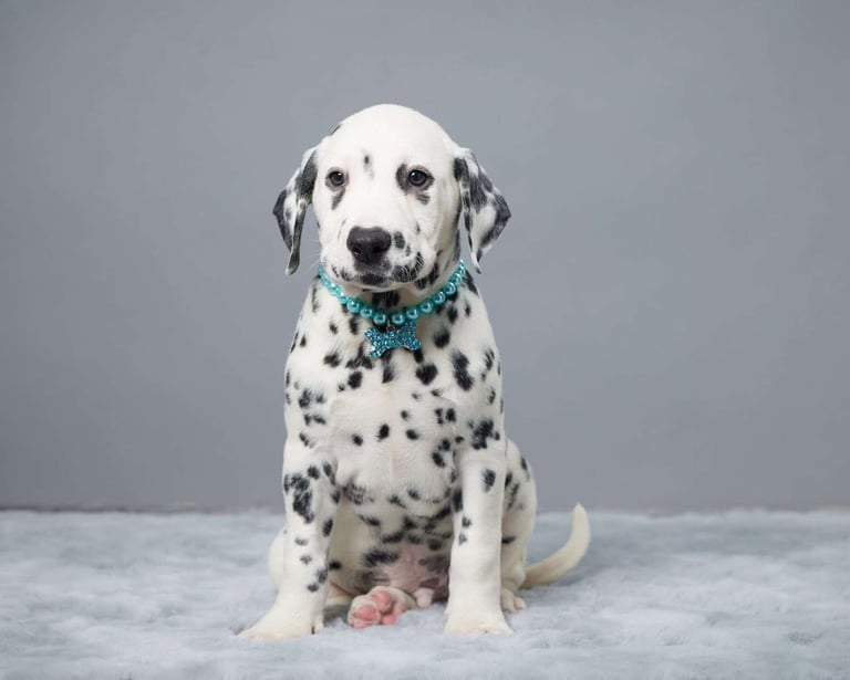 Dalmatian Puppies for Sale