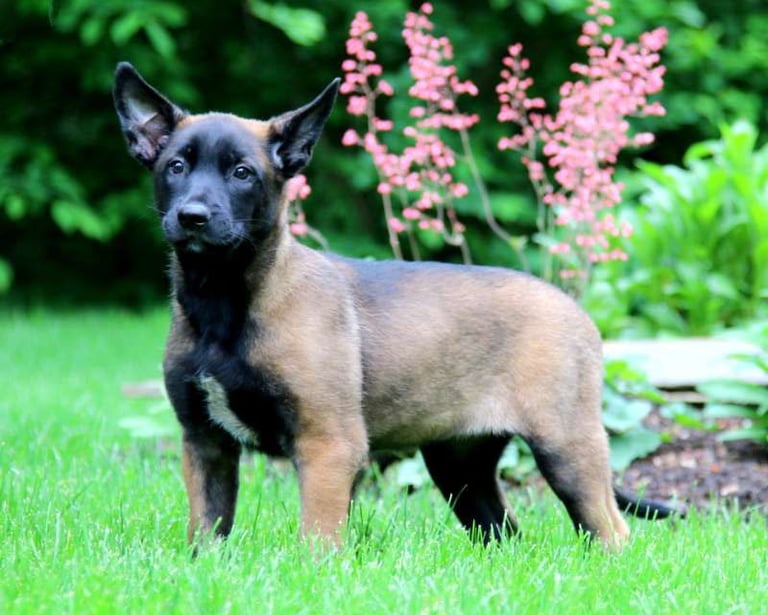 Belgian Malinois Puppies for Sale