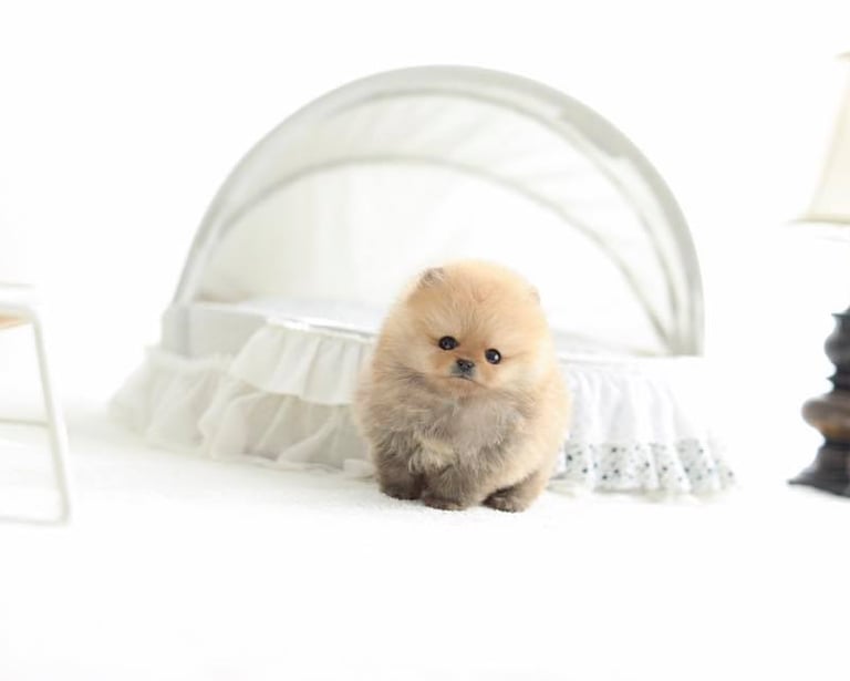 Teacup Pomeranian Puppies for Sale