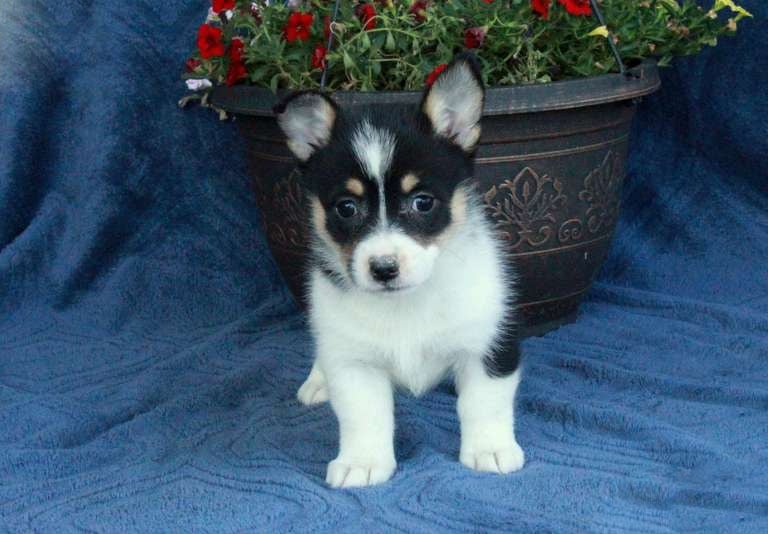 Pembroke Welsh Corgi Puppies for Sale