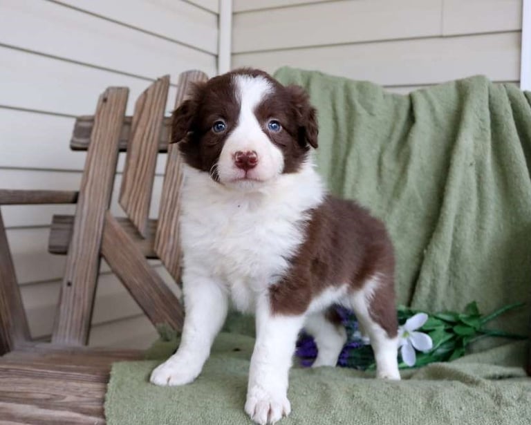 Border Collie Puppies for Sale
