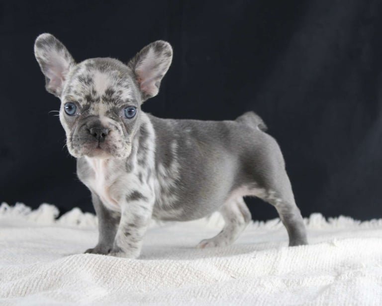 French Bulldog Puppies for Sale
