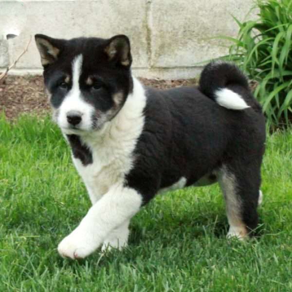 Shiba Inu puppies for sale