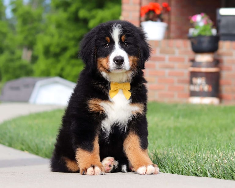 Bernese Mountain puppies for sale