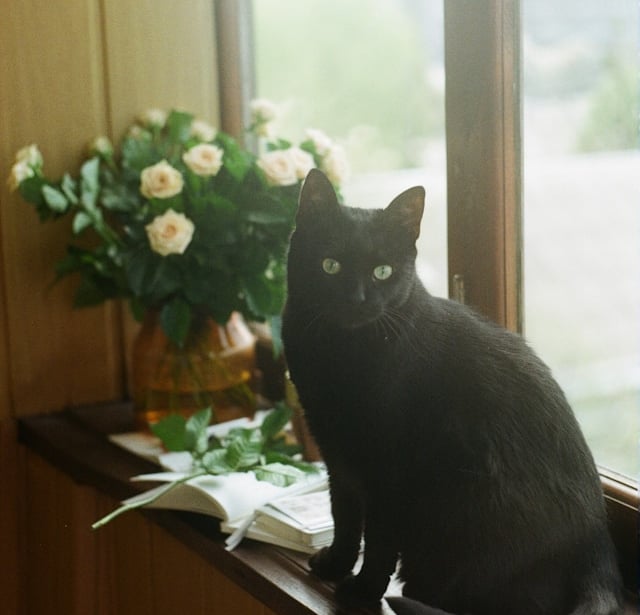 Gato negro sentado en una repisa cerca de una ventana con un libro a un lado