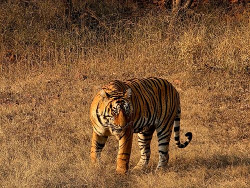 corbett sightseeing in bijrani zone jim corbett