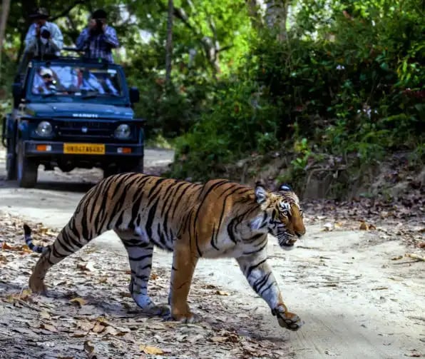 tiger sightseeing in jim corbett national park