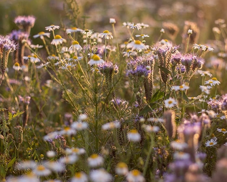 prairie fleurie sous le soleil couchant