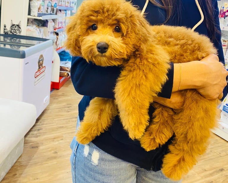 Cola, one of the pet costumers