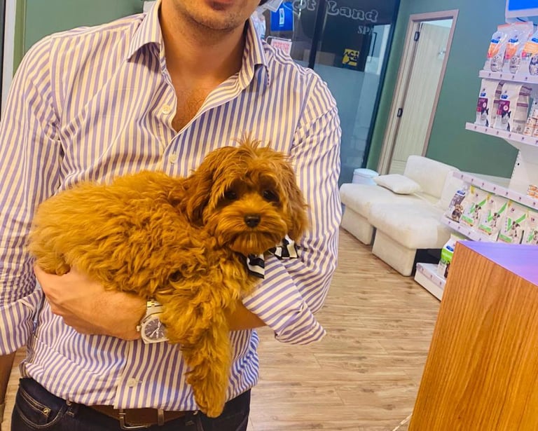 Kafka at Petland for consultation