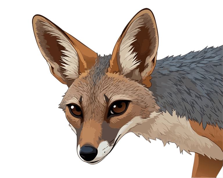 Thumbnail of Black-Backed Jackal graphic art print — Primal Gaze.
