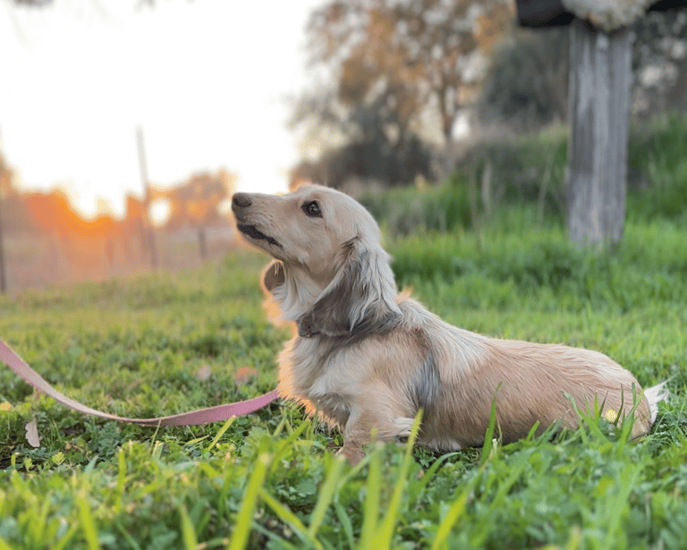 Cream dachshund sits in the grass