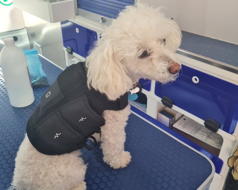 a dog wearing a vest and a vest with a vest