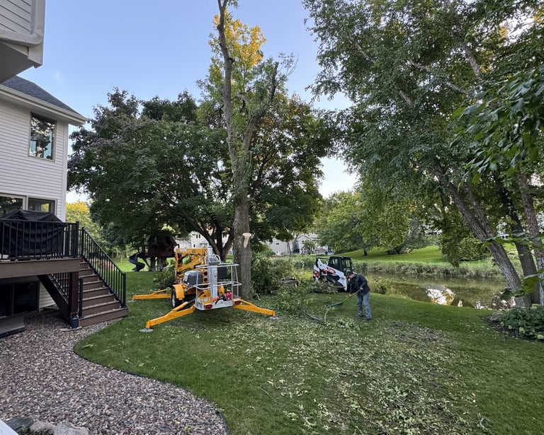 tree-removal-near-home.jpg