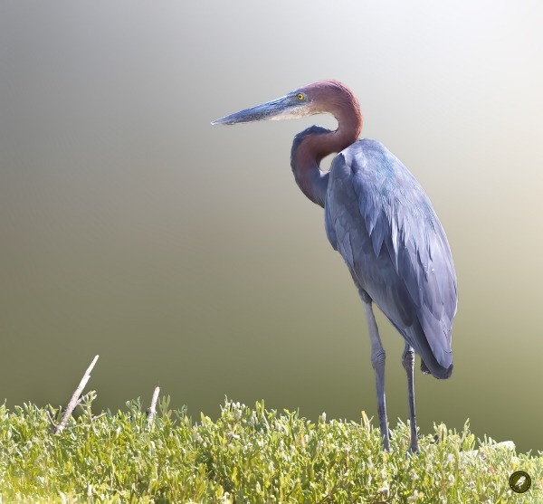 Goliath Heron standing in wetland habitat in The Gambia