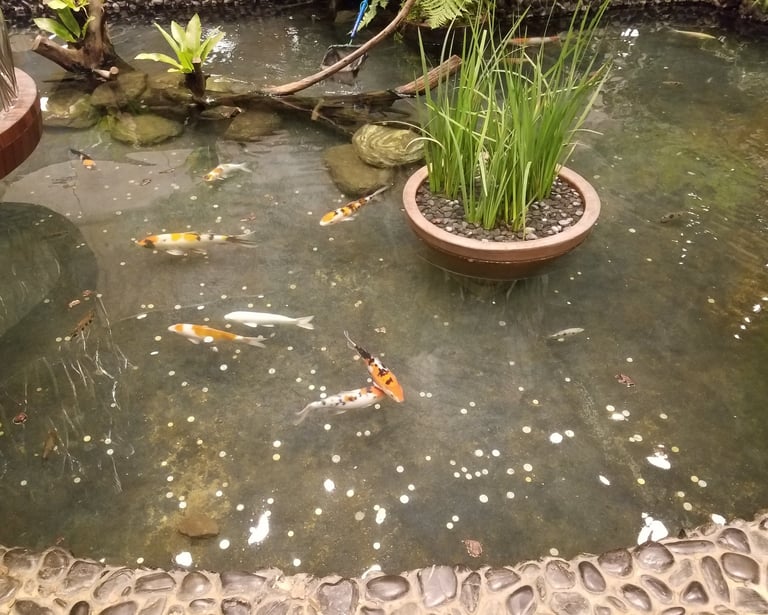 Koi at Changi Airport in Singapore