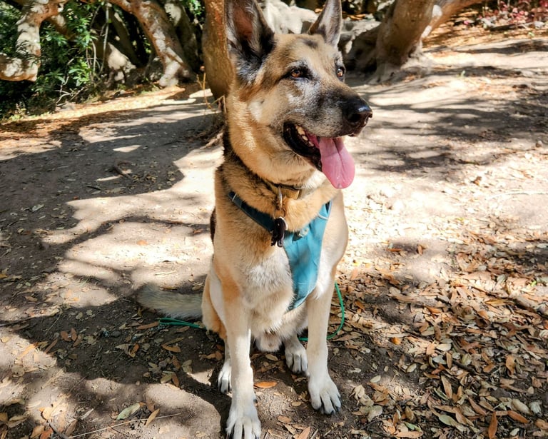 A German Shepherd dog sits and waits under a tree