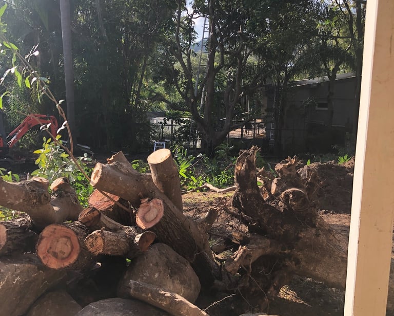 Half the vegetation removed ready for the arborist.
