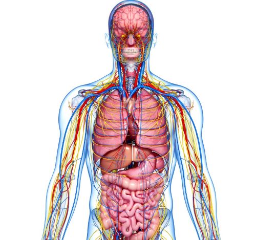 a human body with a transparent transparent body of a human body