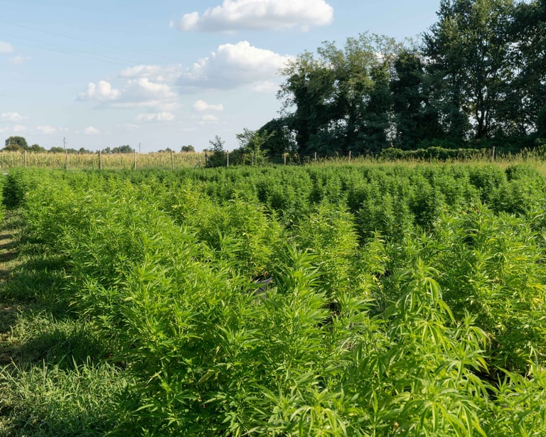Industrial hemp field with tall green stalks grown for sustainable construction materials in Spain.