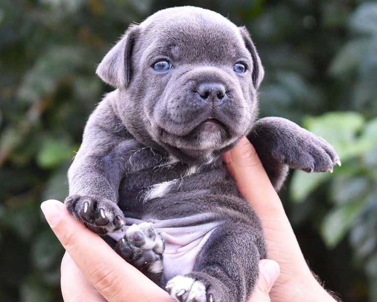 cuccioli grecalestaffs staffordshire bull terrier con pedigree Enci allevamento Sicilia Italia