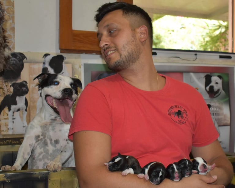 Cuccioli staffordshire bull terrier allevamento pedigree enci