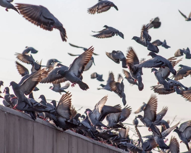 population de pigeons sur un bâtiment - Falco Eco Solutions
