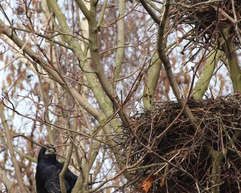 Intervention en hauteur pour retirer des nids de corbeaux