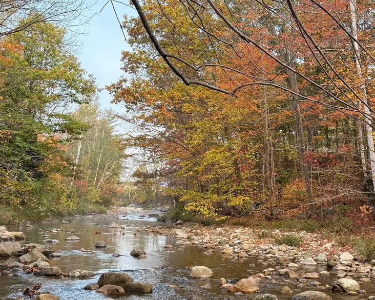 a stream running through a wooded area with rocks and trees