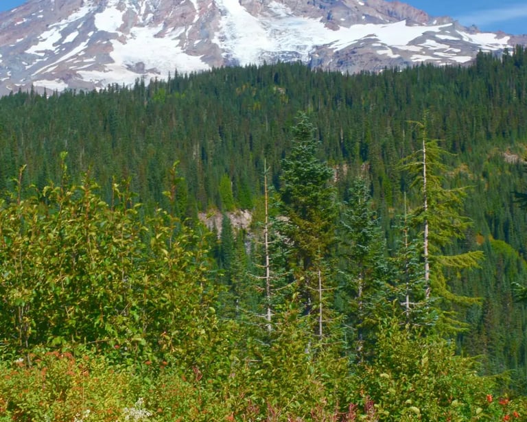 a man riding a bike down a mountain